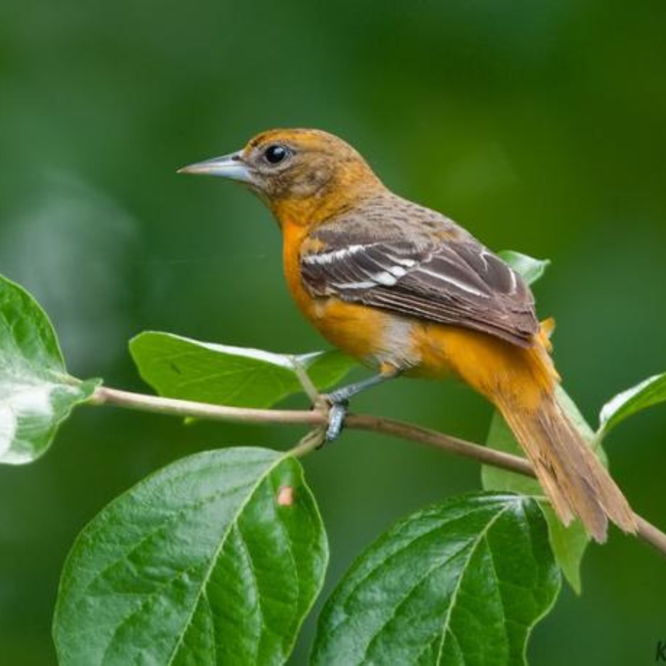 Celebrating Female Bird DayEducating people on female bird ID.
