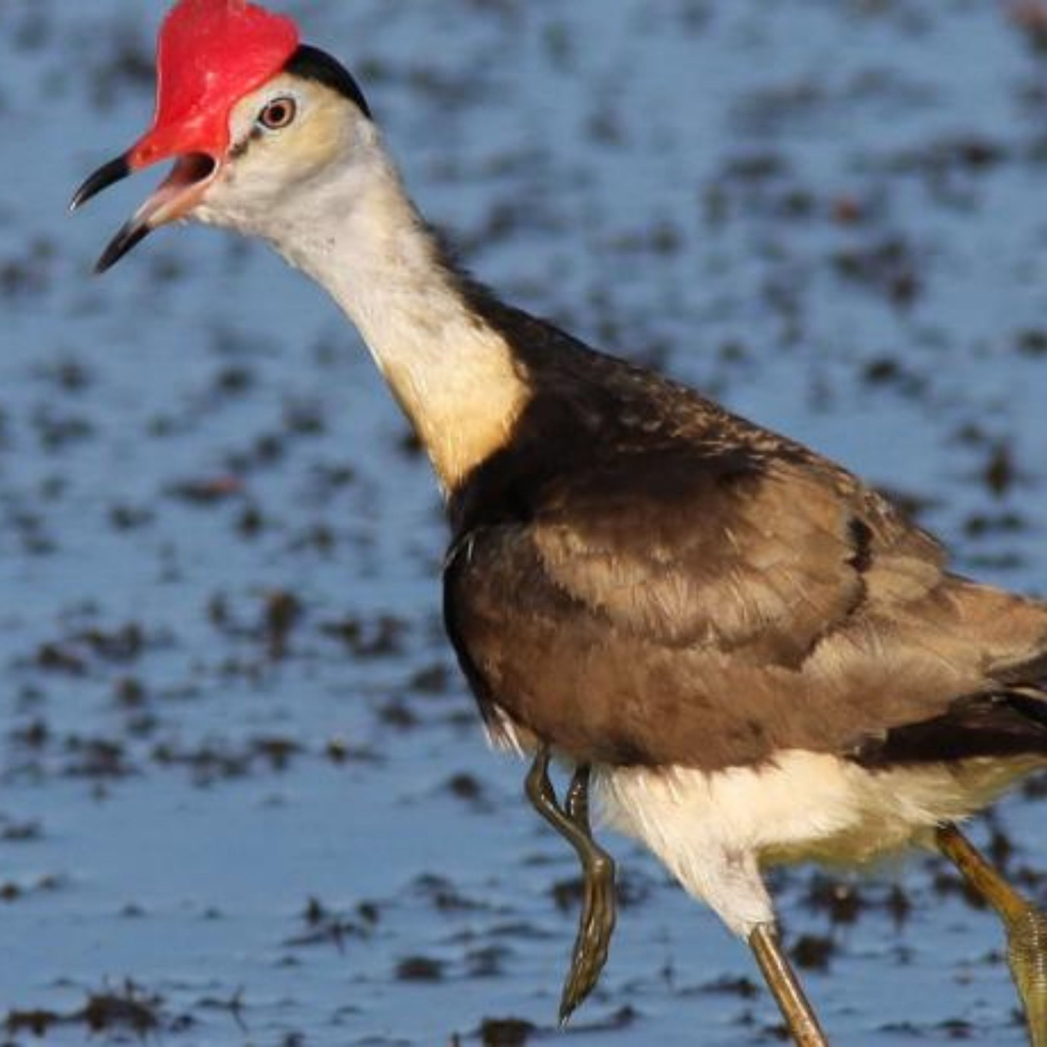 Jacana, aka Lily-trotter