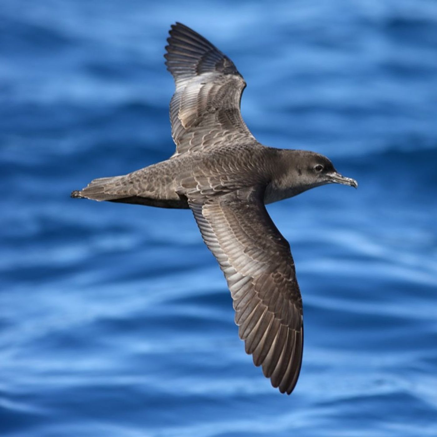 Pick Up Plastic for Seabirds episode artwork