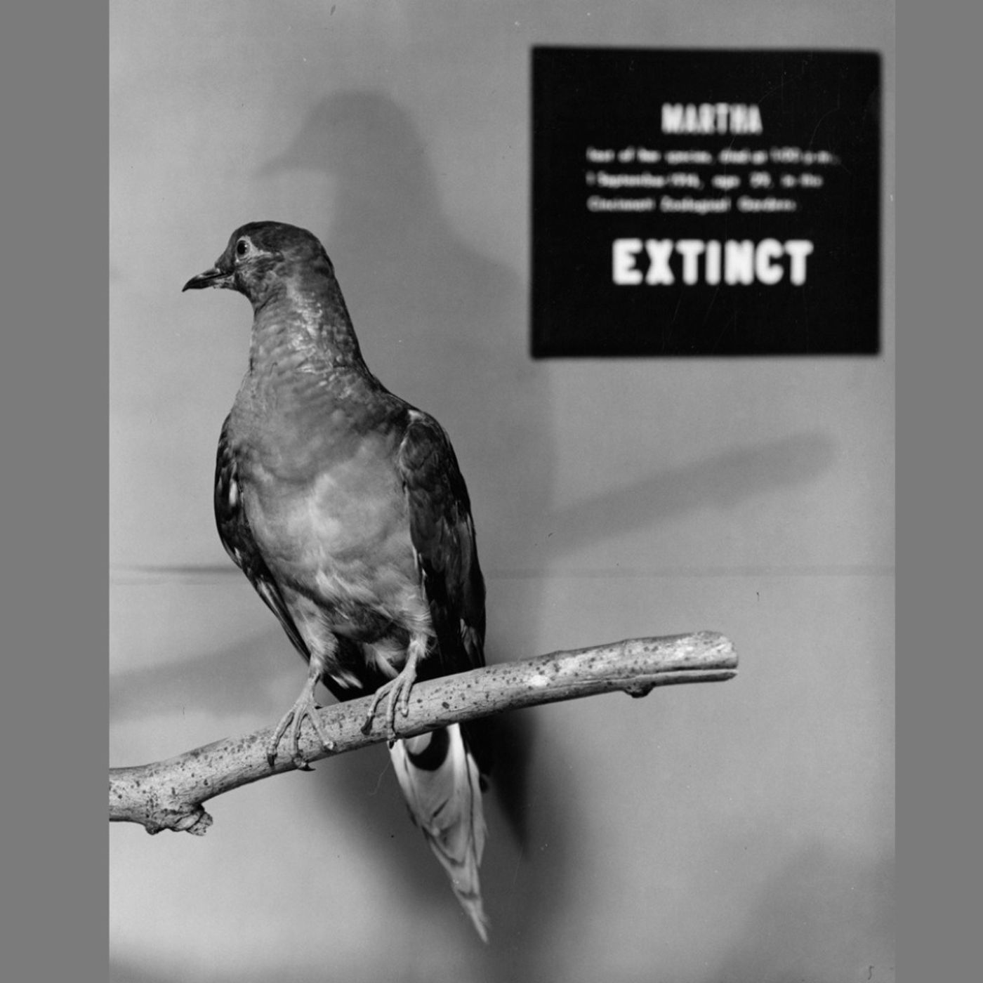 Remembering Martha: The Last Passenger Pigeon