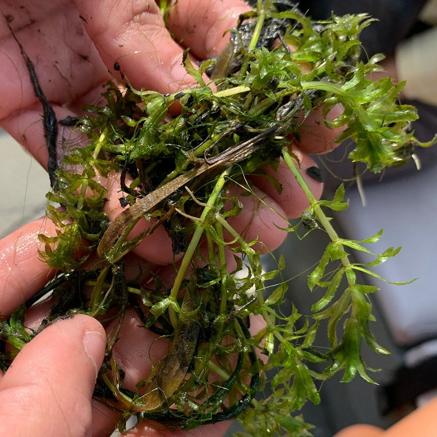 Protecting Rivers and Eagles from Invasive Plants