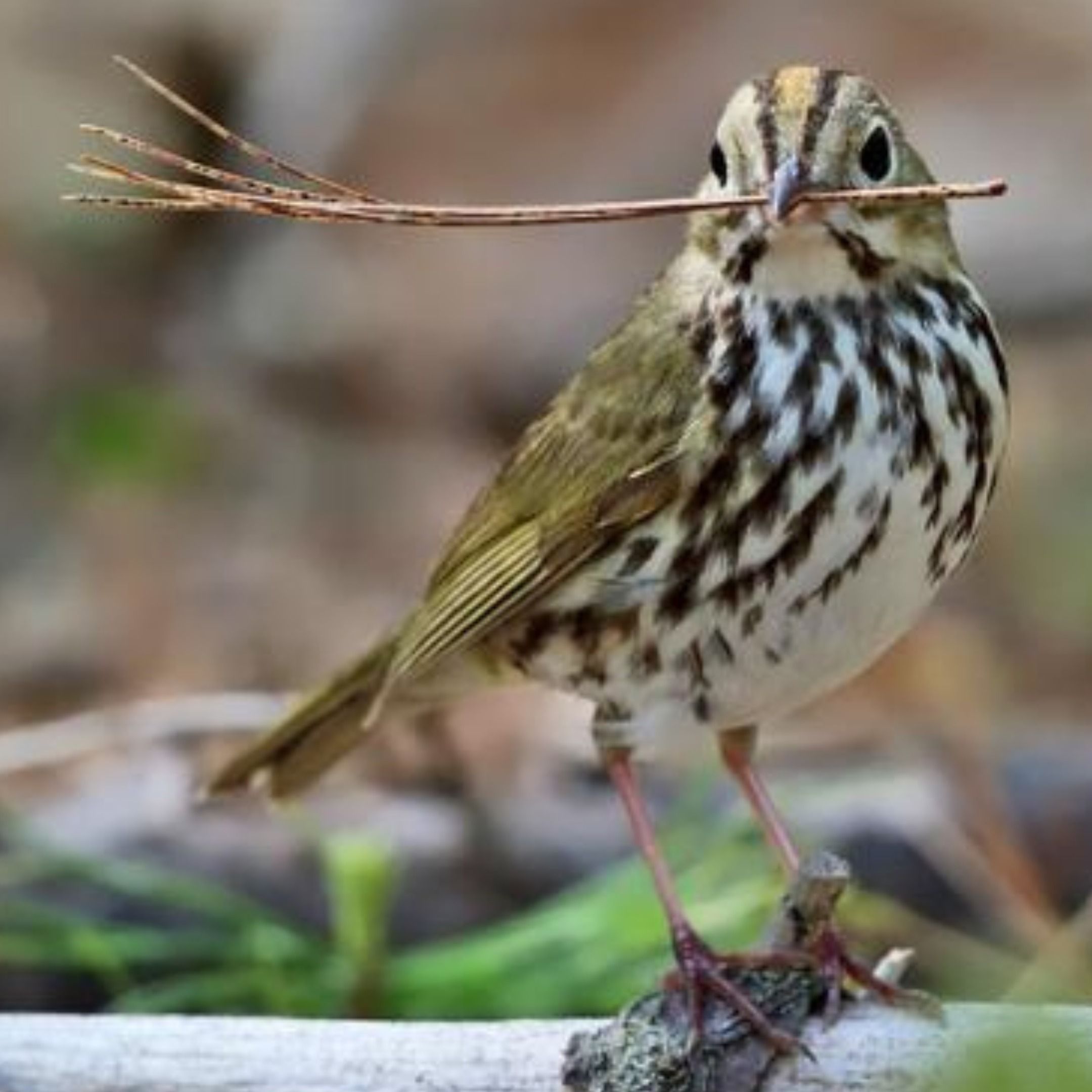 Spring Birds Arrive in the Eastern Forest