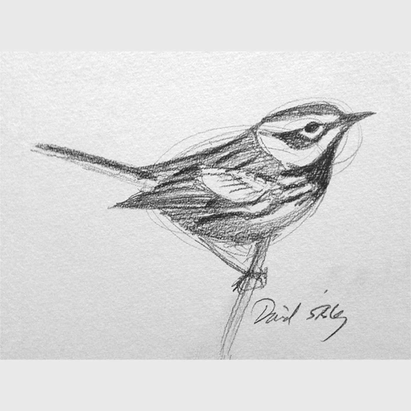 David Sibley – Sketching and Painting Impressions