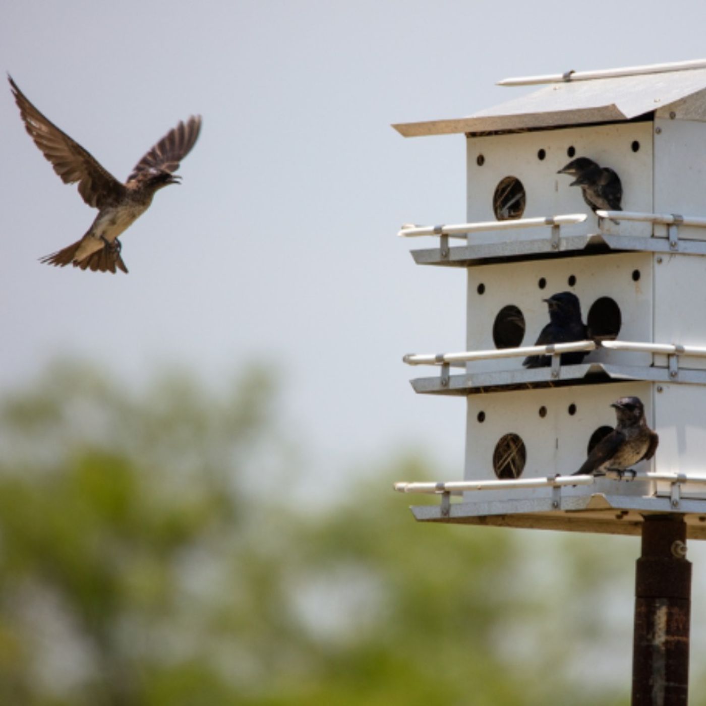Studying Climate Change by Watching Bird Nests