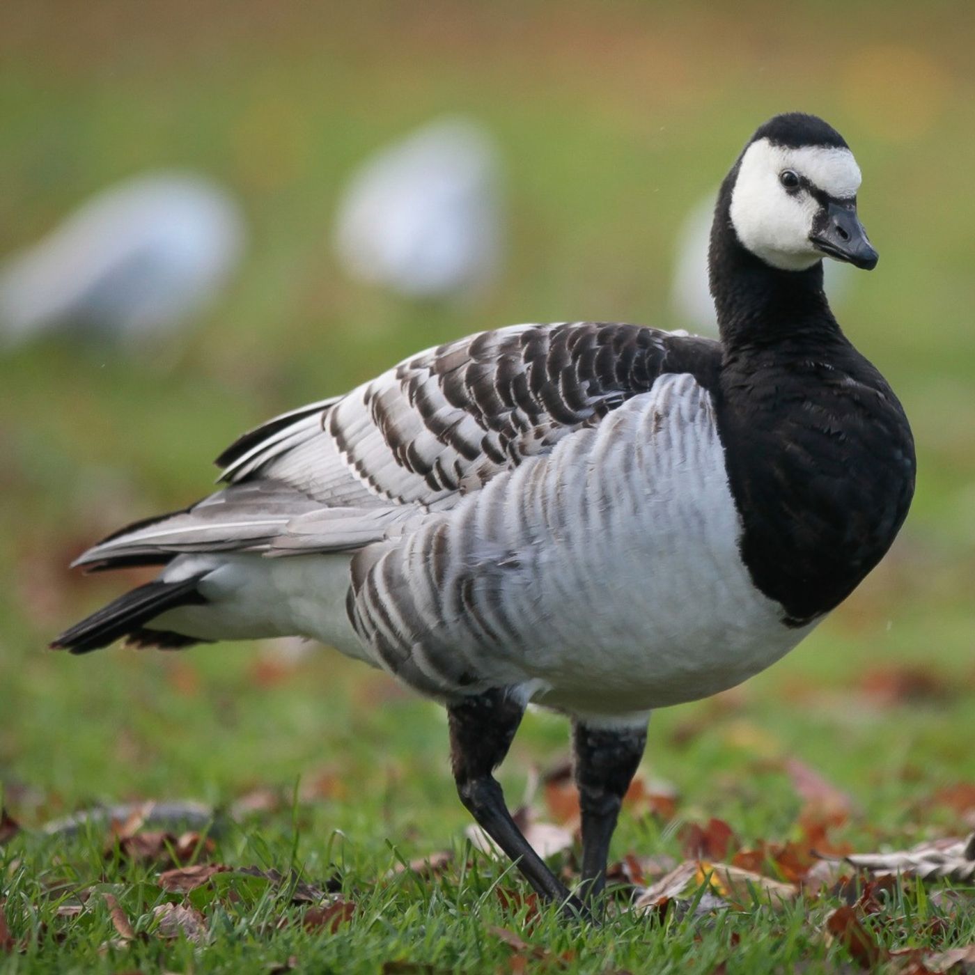 How the Barnacle Goose Was Named
