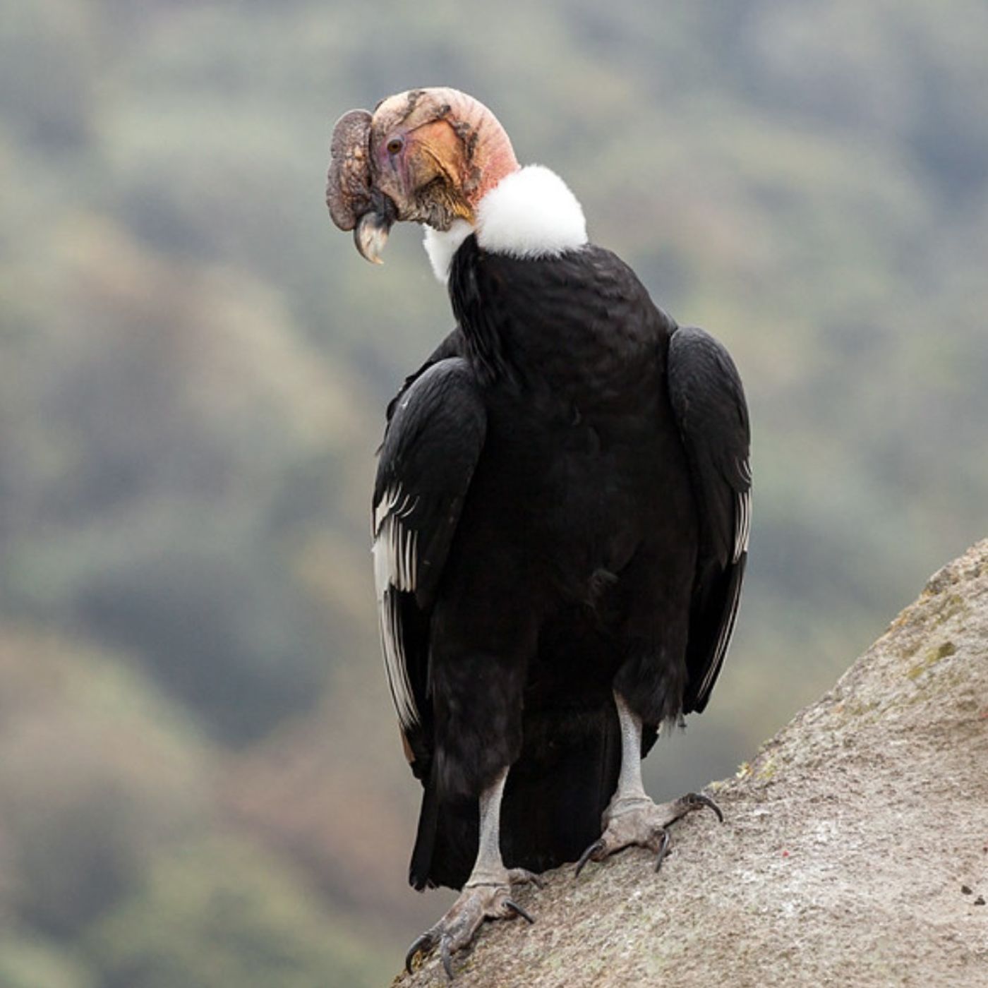 Andean Condors Sail the Wind