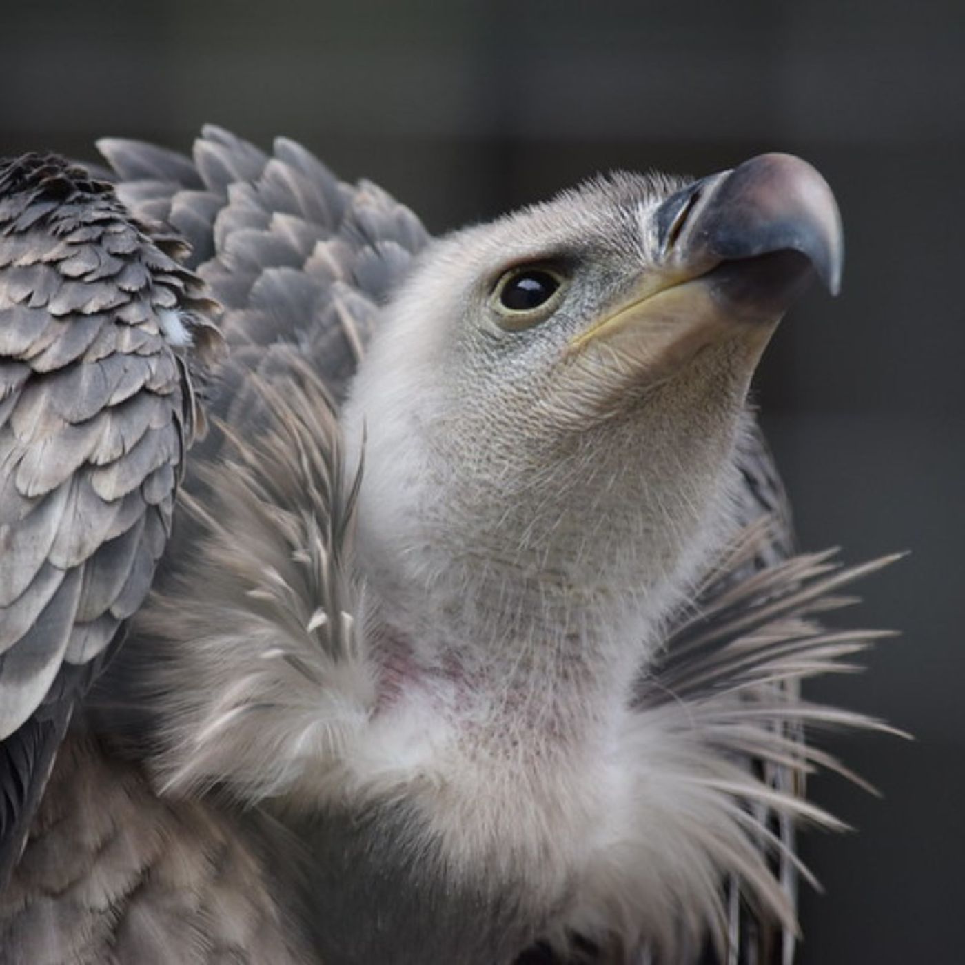 How High Do Birds Fly?
