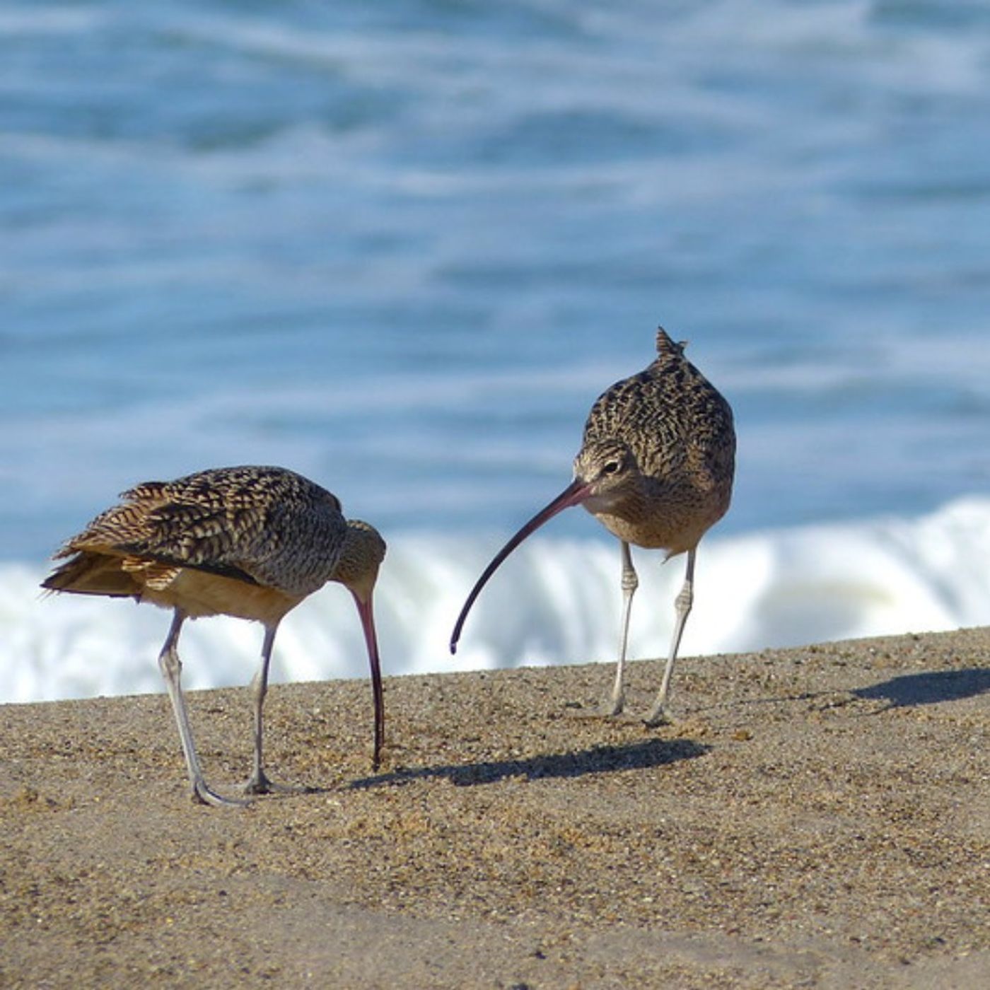 Beaks and Bills