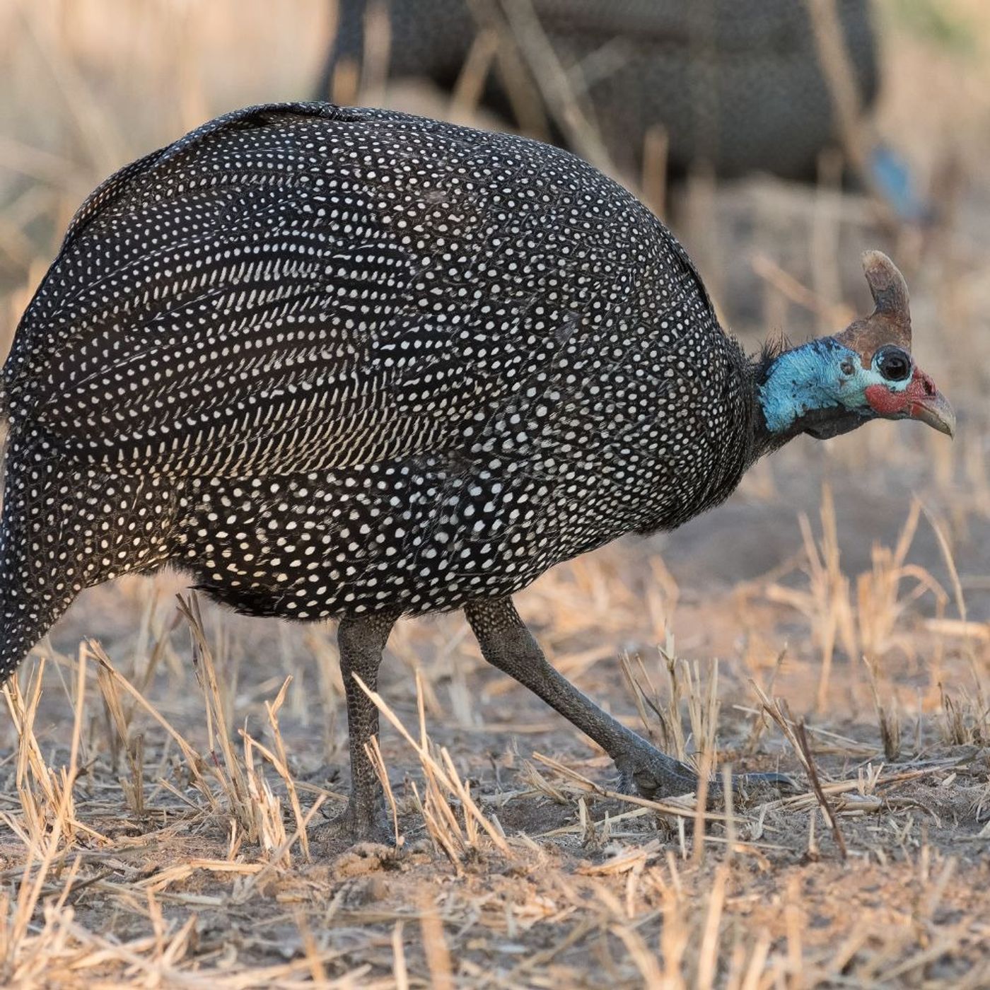 Helmeted Guineafowl Sound the Alarm