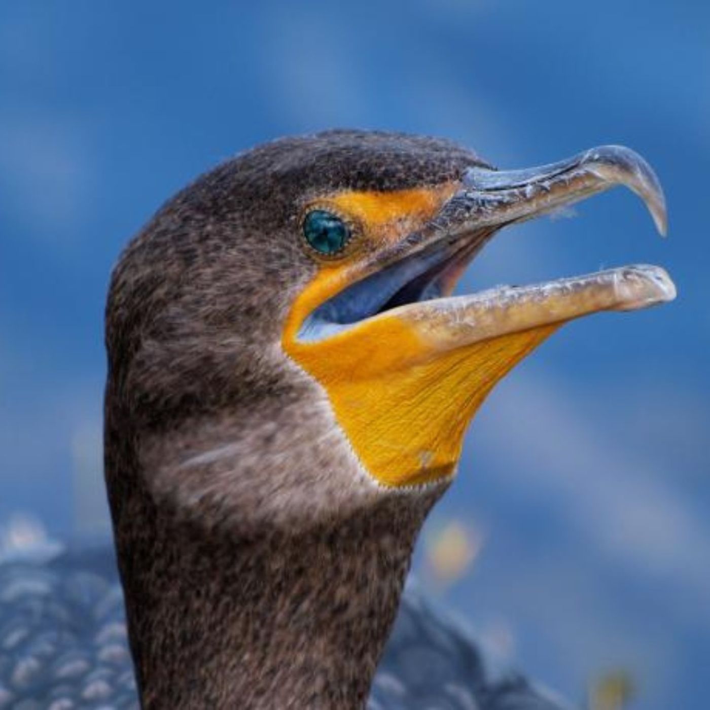 Sidney Wade –  Blue