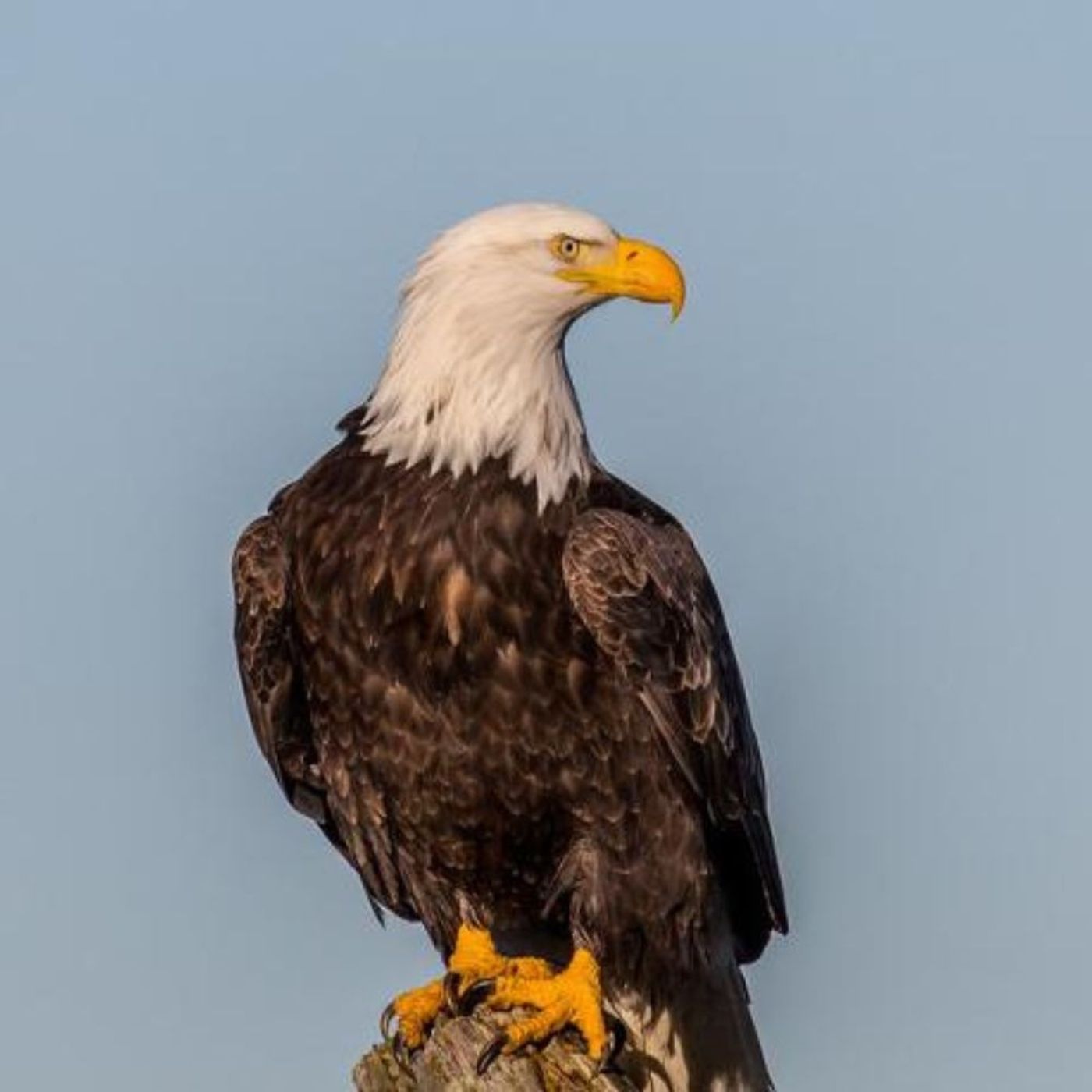 The Bald Eagle, a National Symbol episode artwork