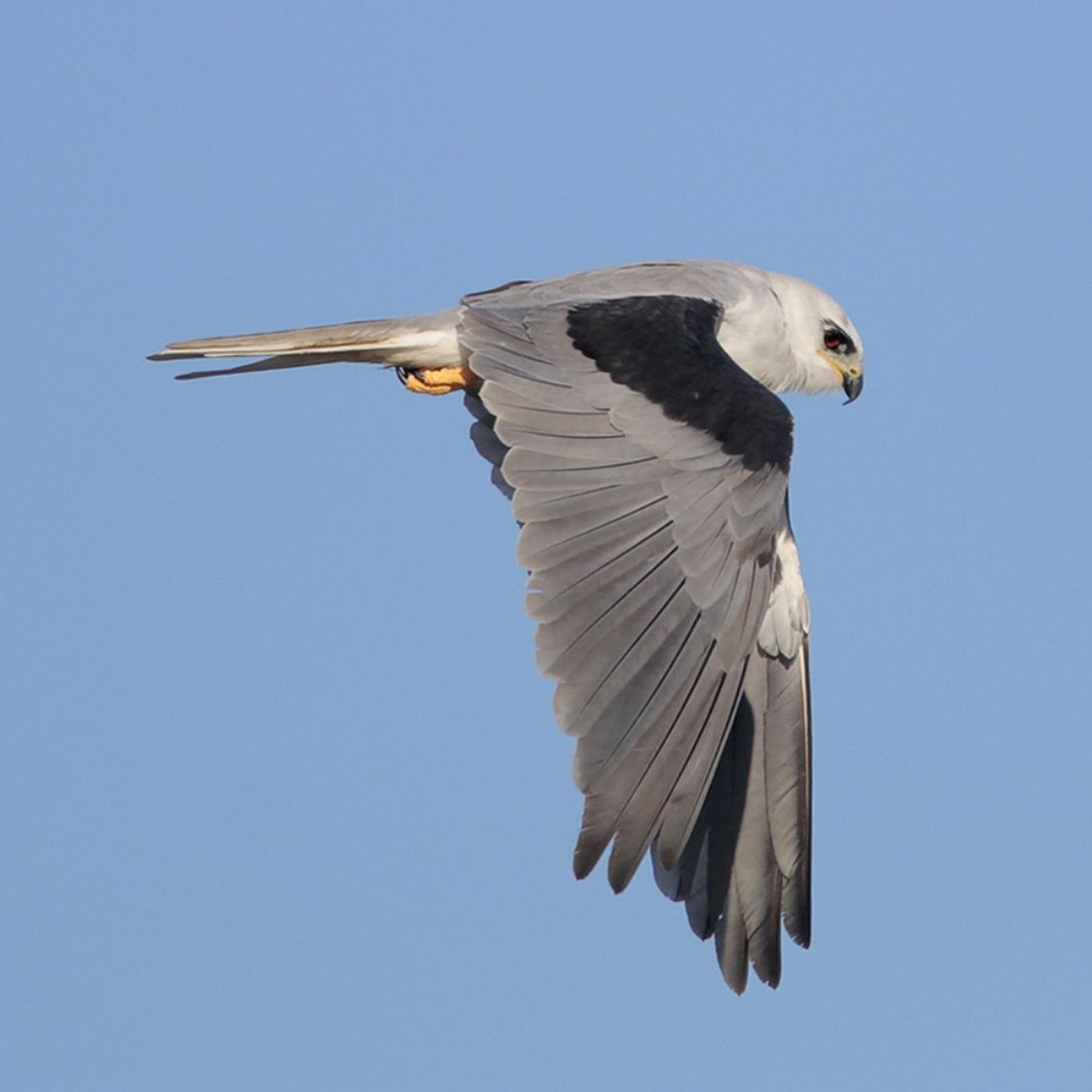 White-tailed Kite