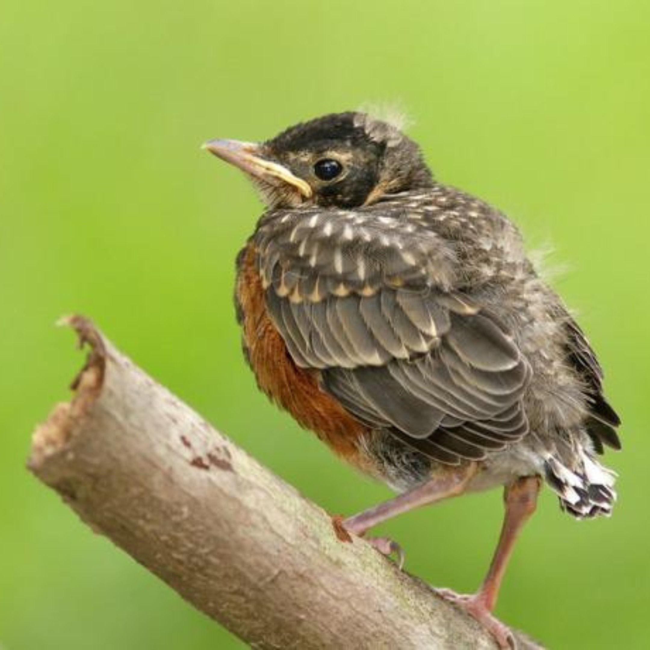 The Robin Rescue