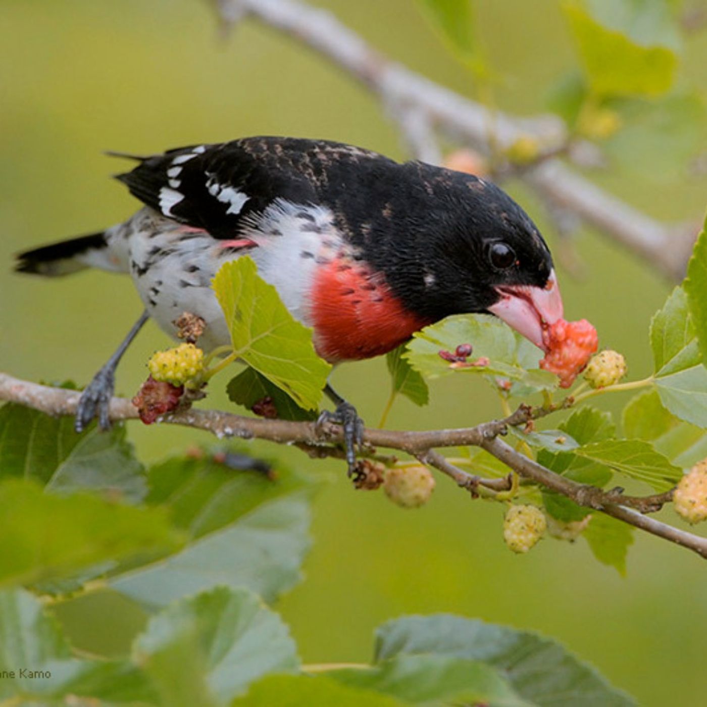 Fruit as a Bribe