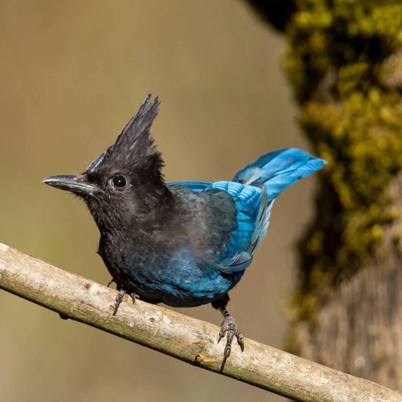 Dave Mull and the Courage of Steller’s Jays