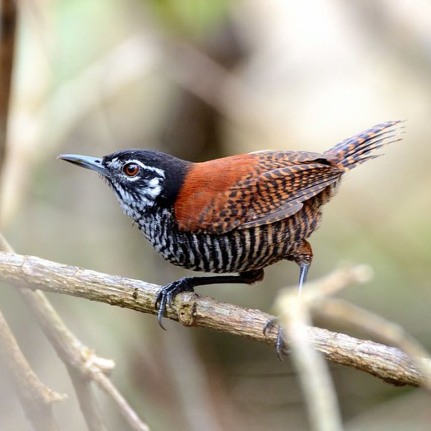 Female Birds Sing in the Tropics