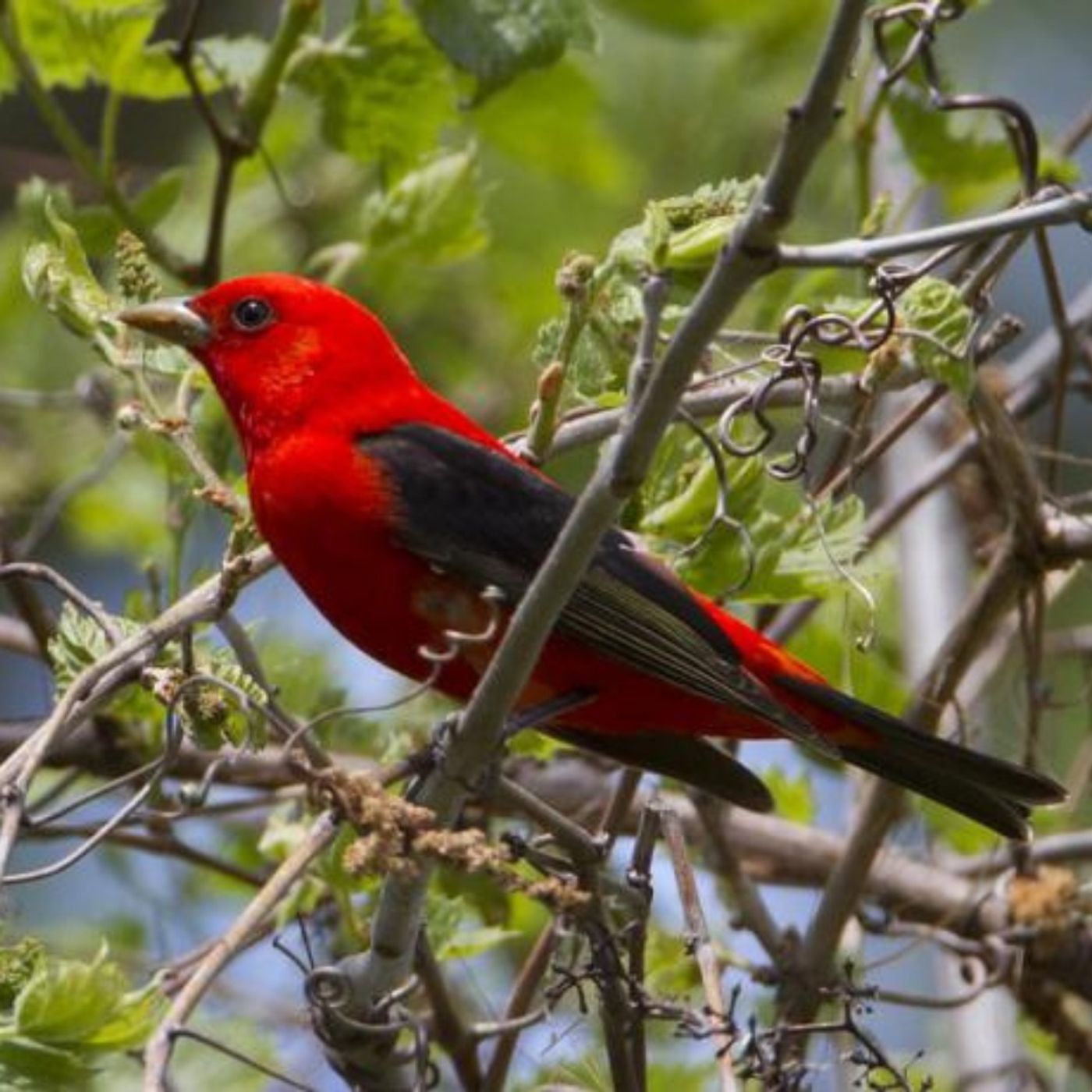 Scarlet Tanagers Under the Canopy