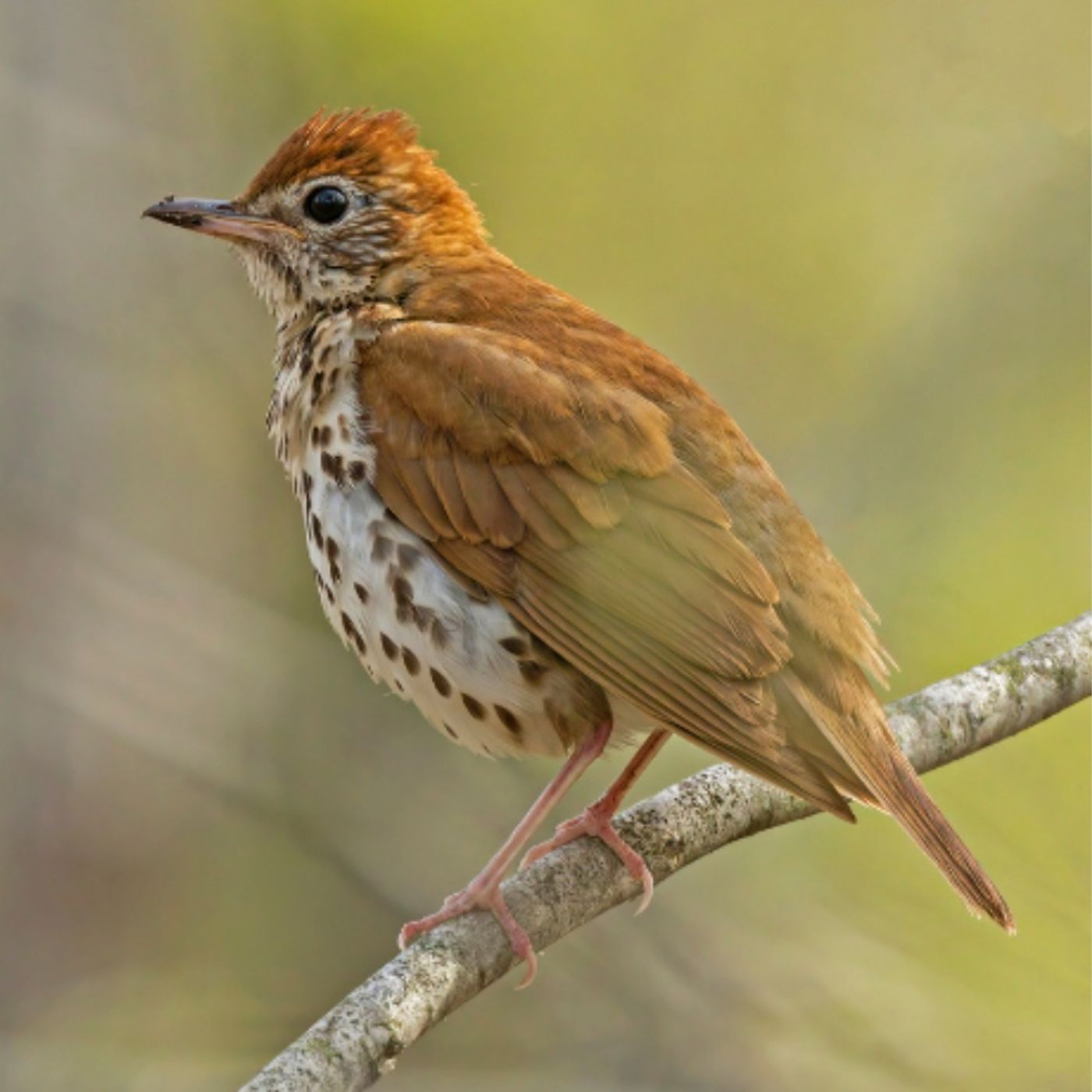 BirdNote Helps You Get to Know Your Neighborhood