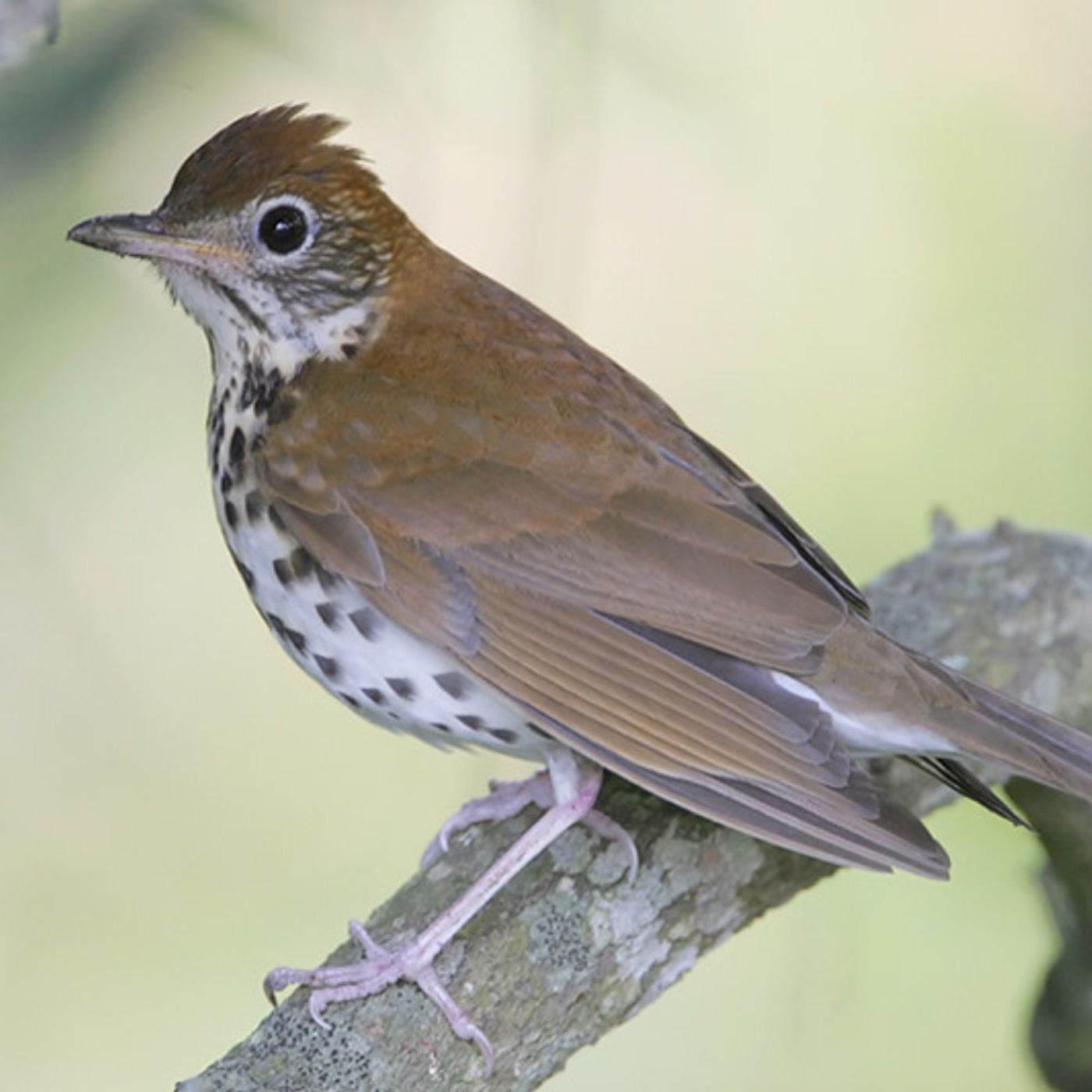 Henry David Thoreau and the Wood Thrush