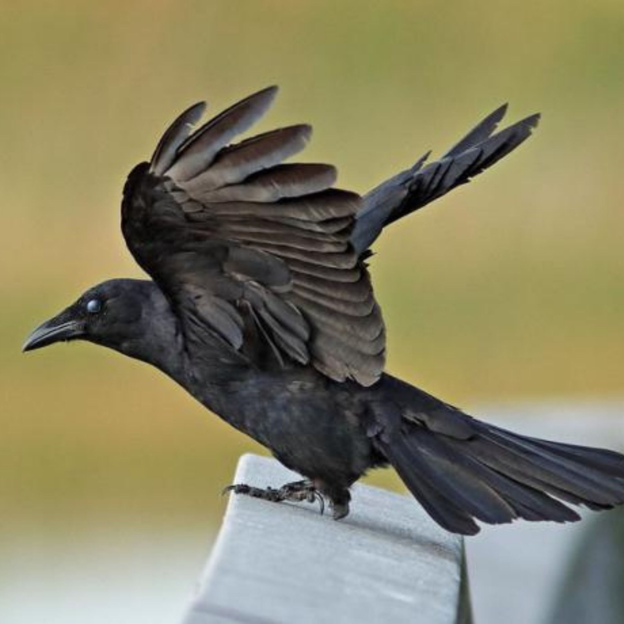 The Nasally Fish Crow