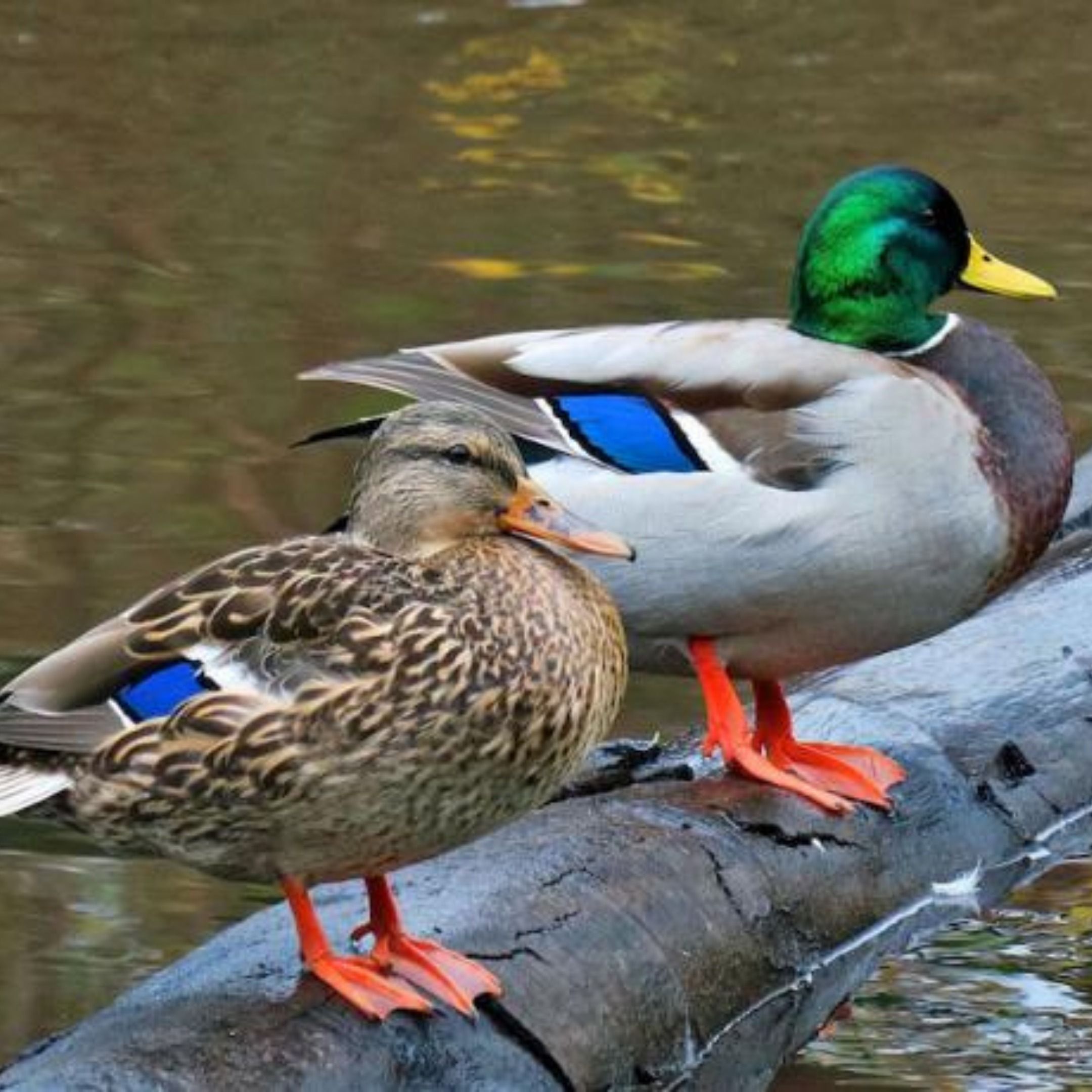 Everybody Knows a Mallard