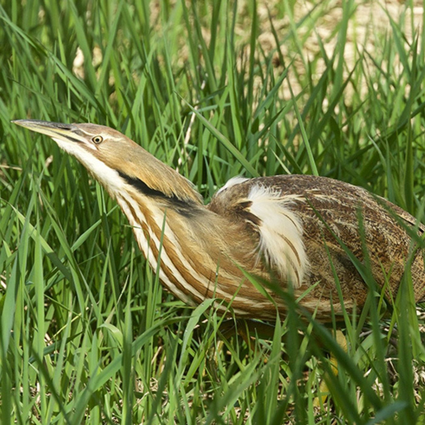 American Bittern: Thunder-Pumper