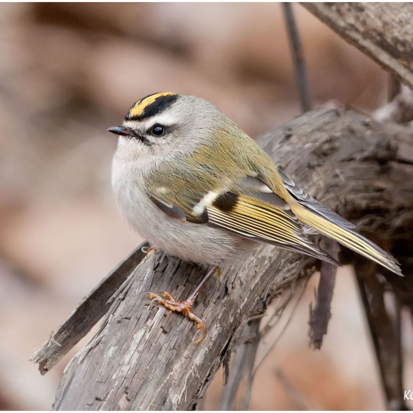 Kinglets in Winter