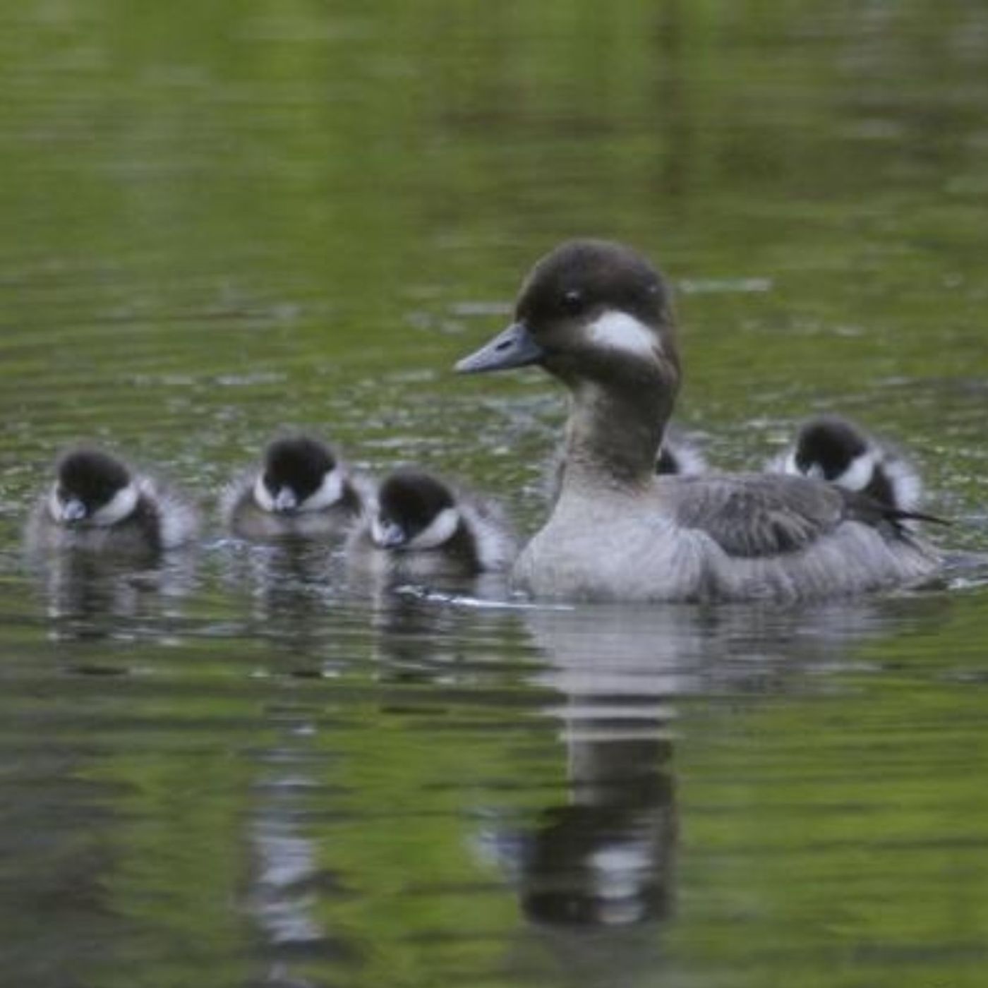 Flickers and Buffleheads