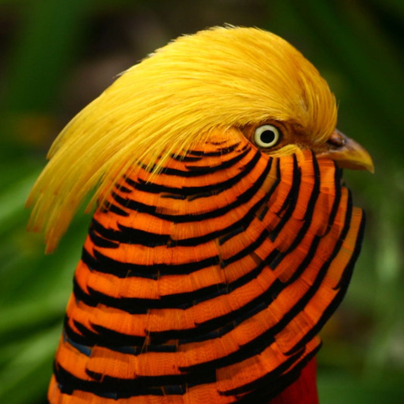 The Firebird’s Bright Outfit