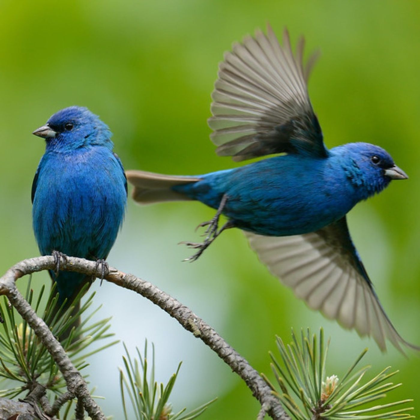 Birding 101: The Fear of Getting Started