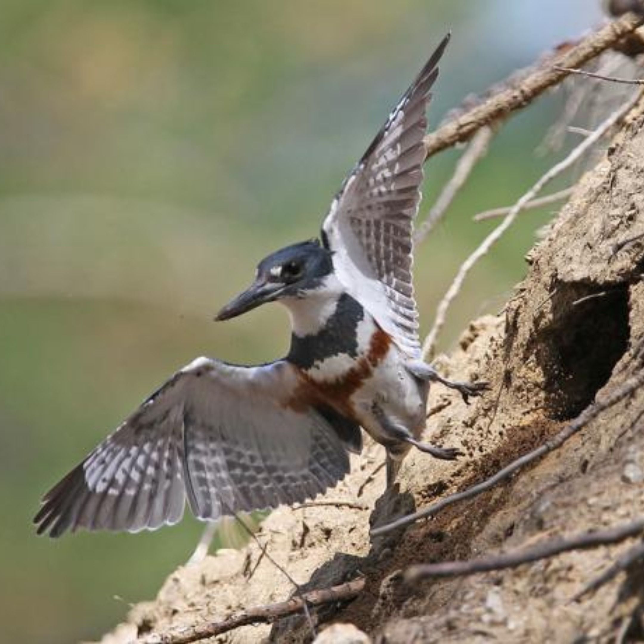 Burrowing Belted Kingfisher