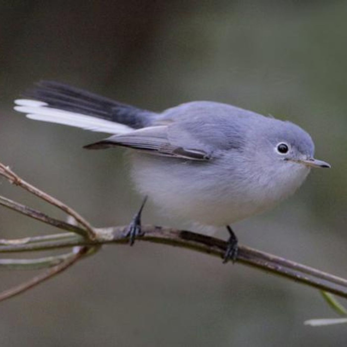 Blue-gray Gnatcatcher: Little Bird with a Big Story