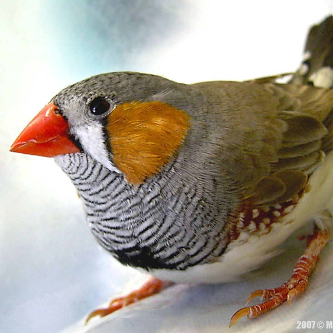 Birds, Nests, and Camouflage