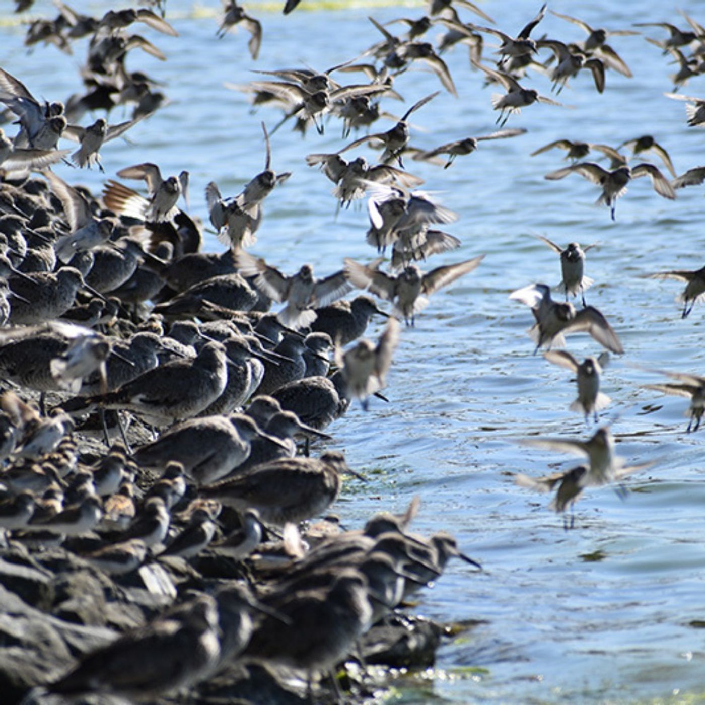A Marsh With More Than One Purpose