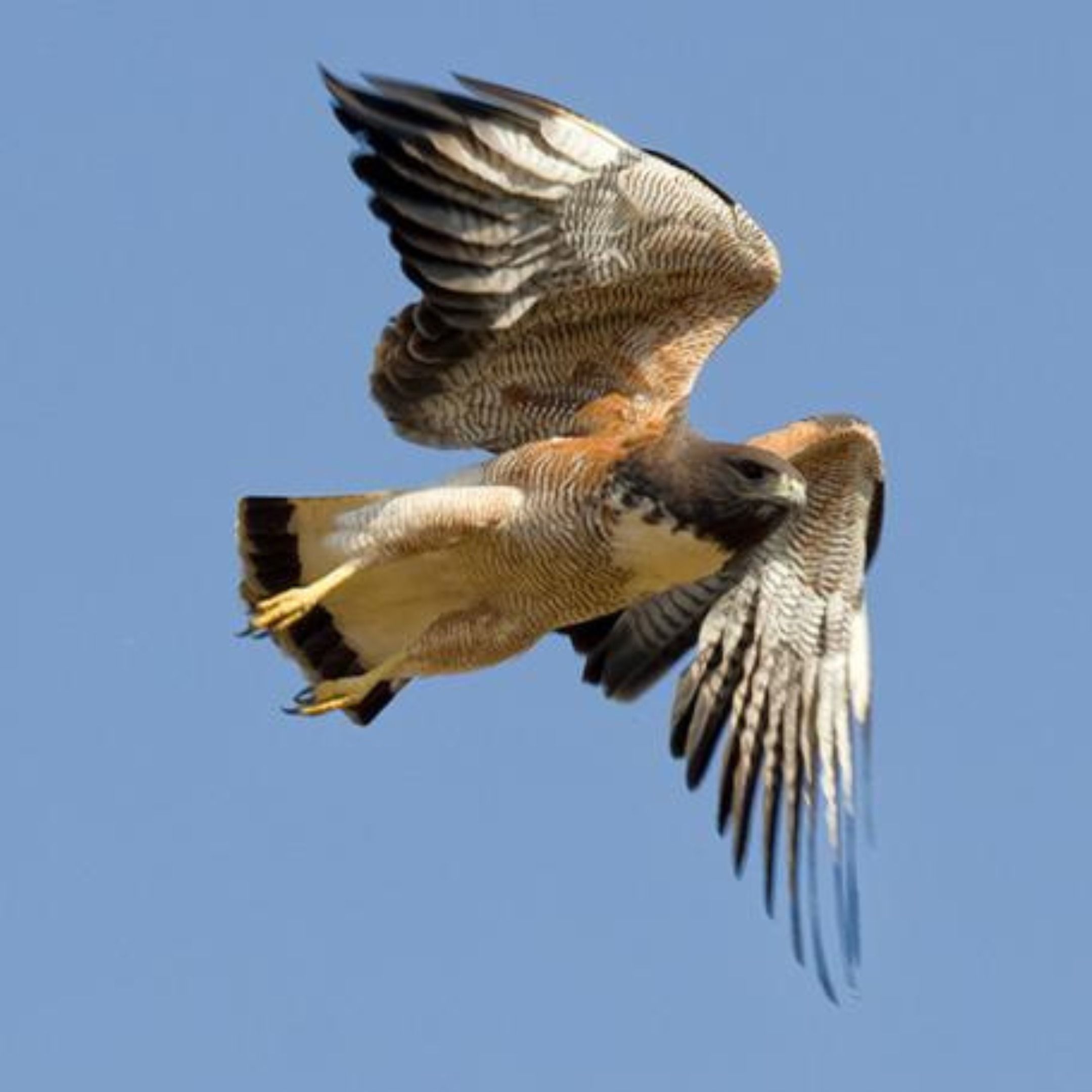 White-tailed Hawks on the Texas Coastal Plain