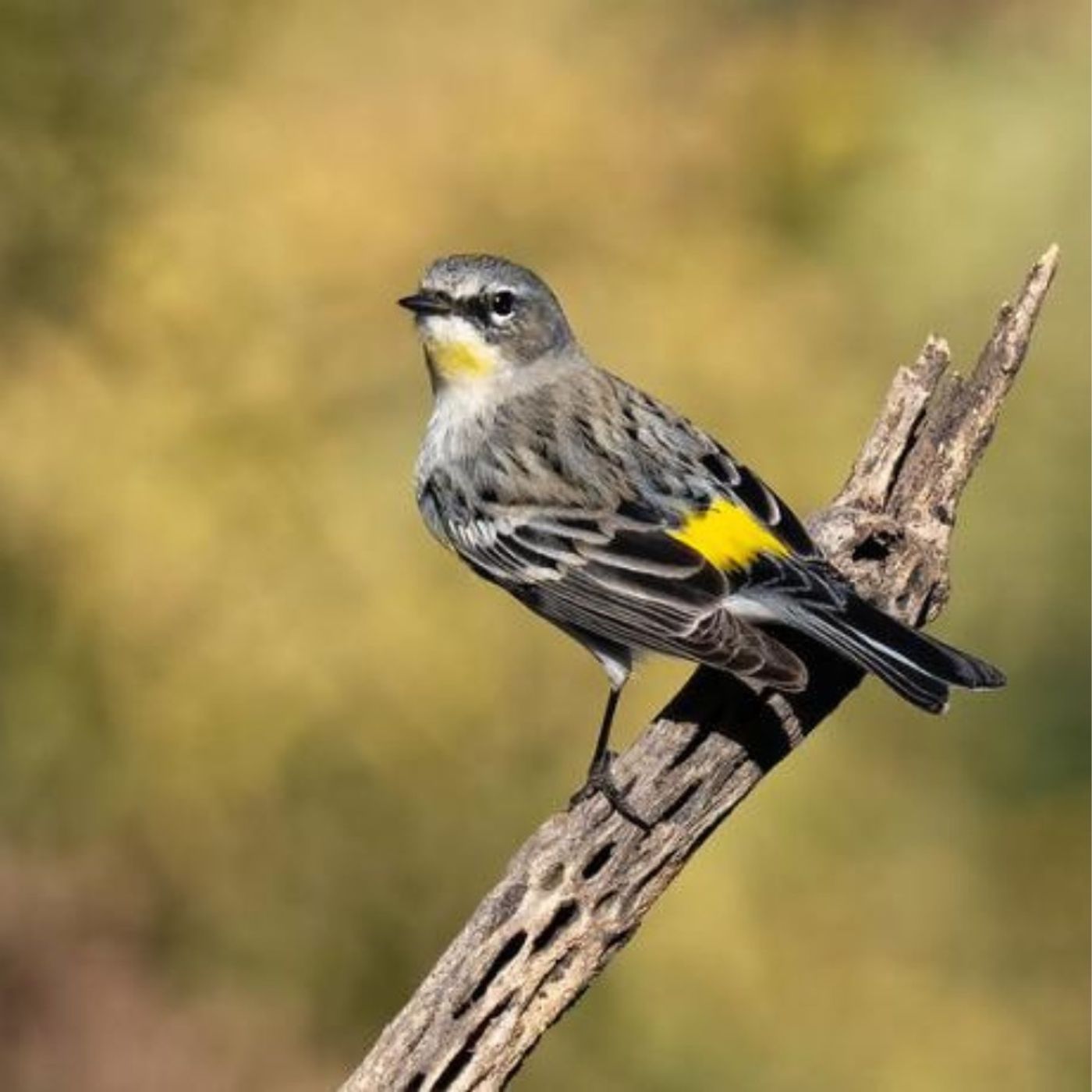 Birding 101: Bird Vocab Basics