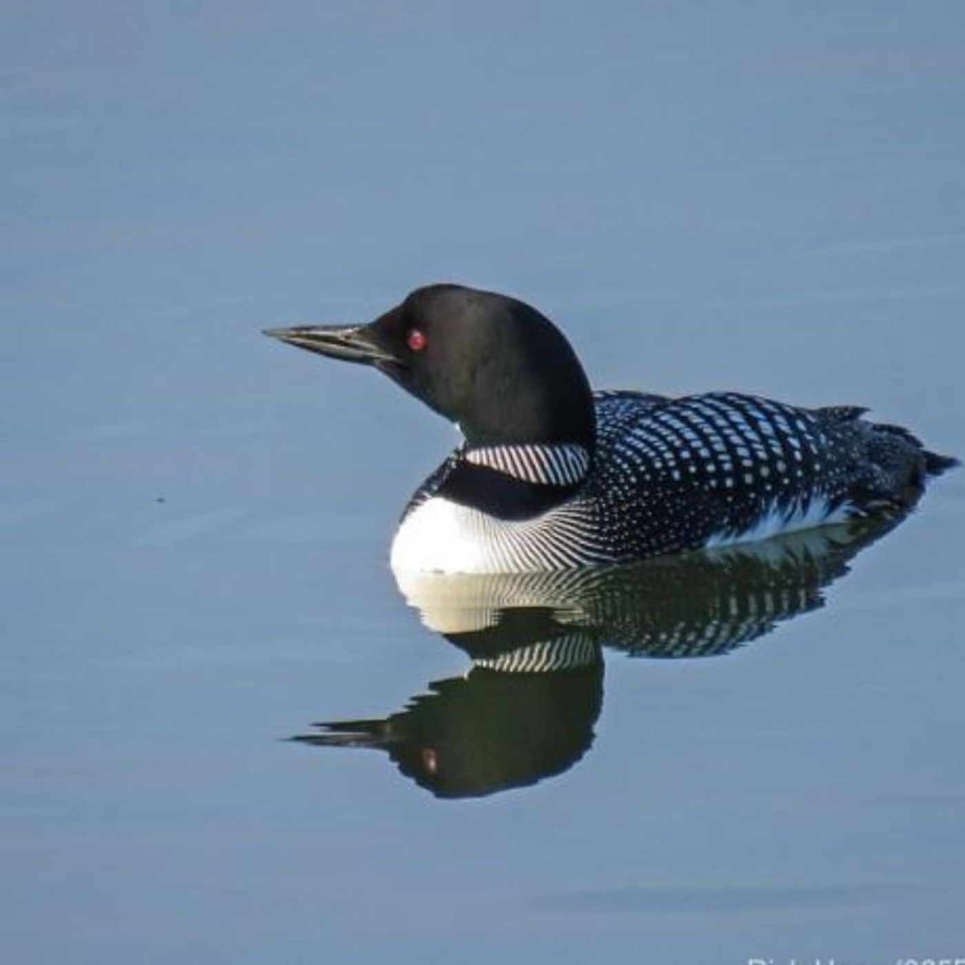 Clair de Loon