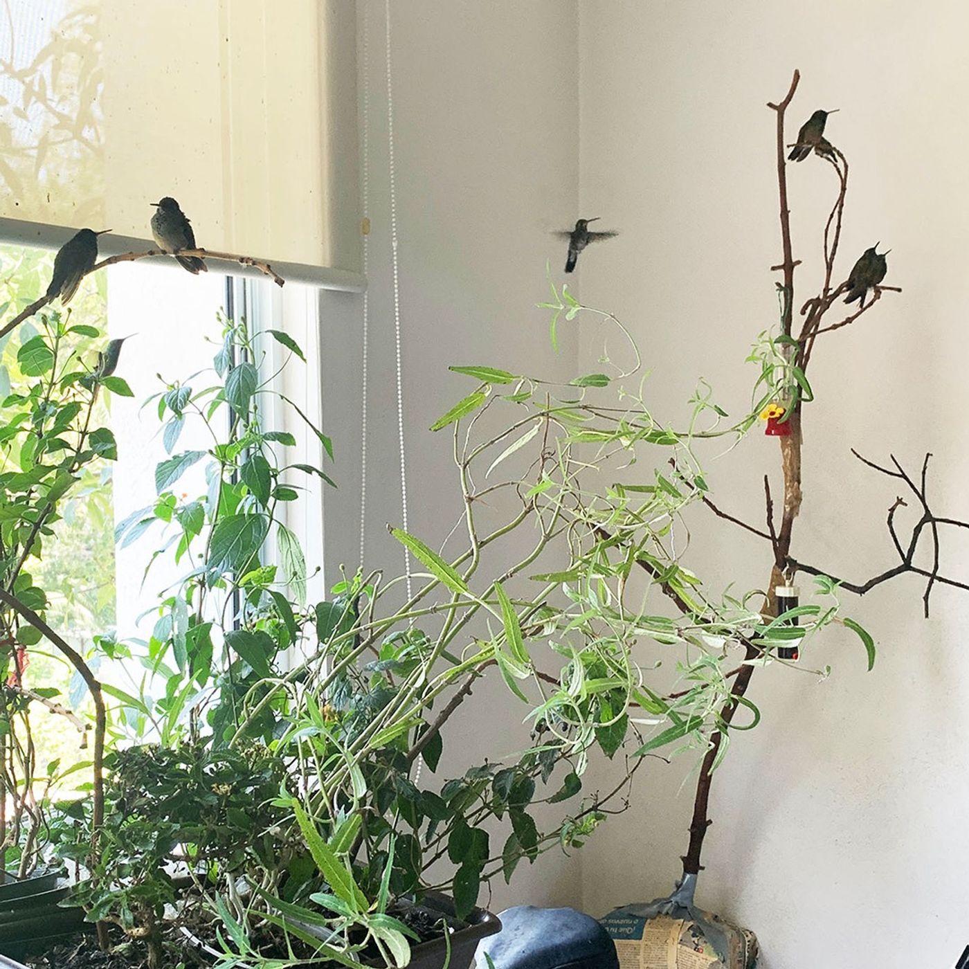 A Hummingbird Hospital in a Mexico City Apartment