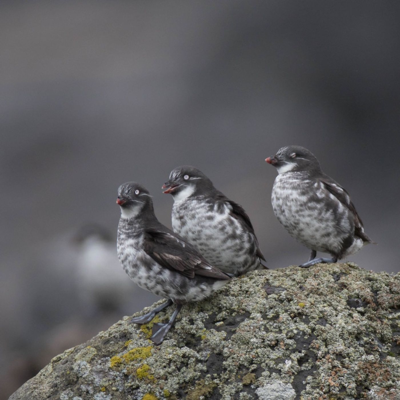 Least Auklets: Seabirds in Miniature