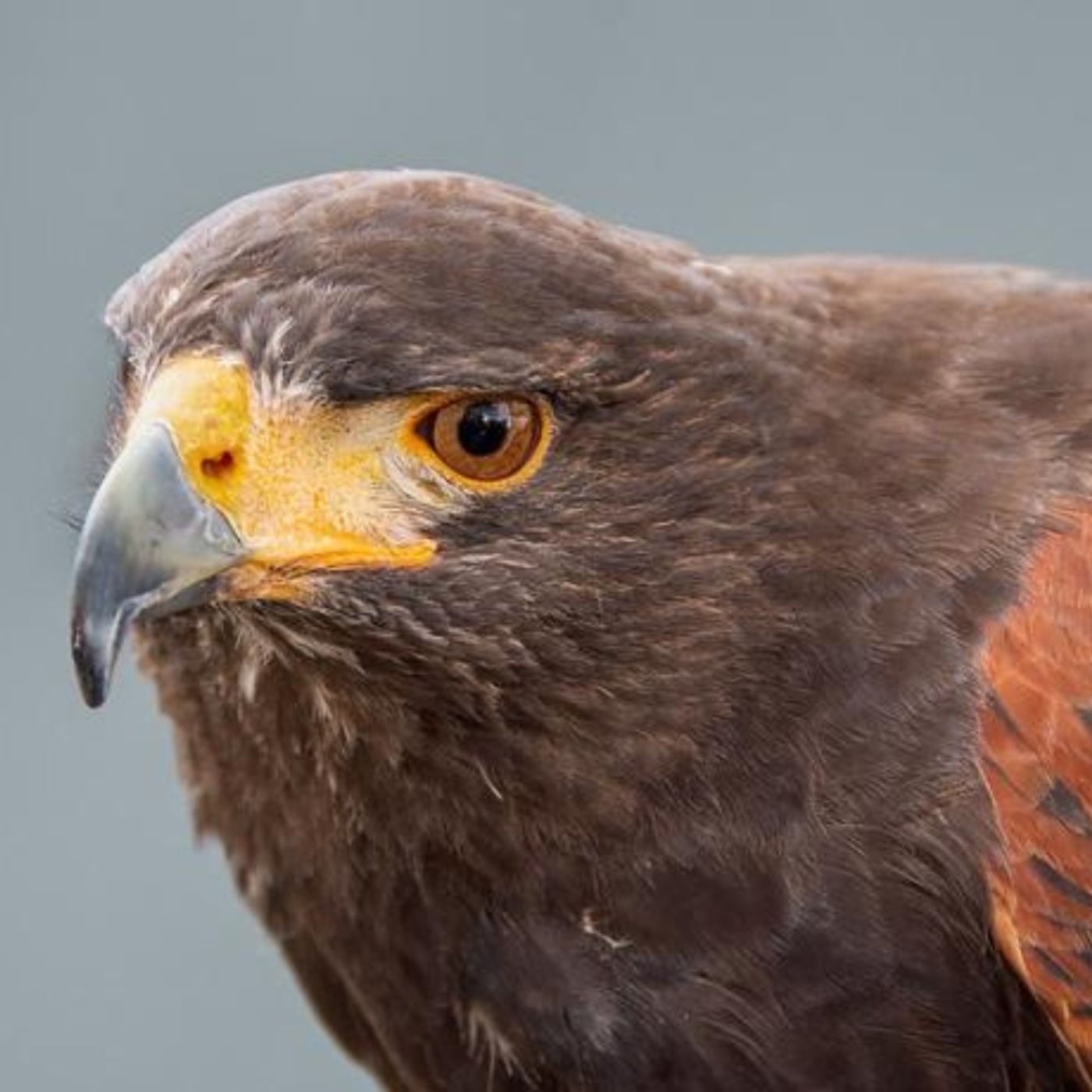 Raptors in the Mojave Desert