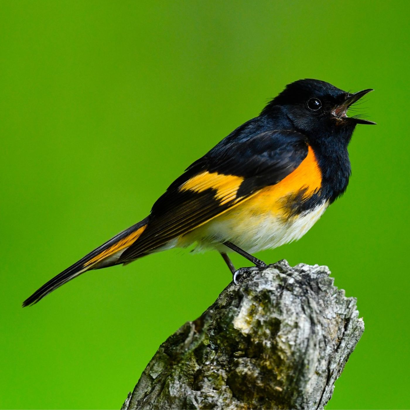 Setting the Thermostat with Birds in Mind