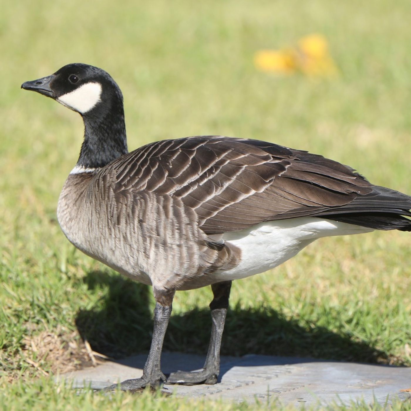 Migrations: The Triumphant Comeback of the Aleutian Cackling Goose