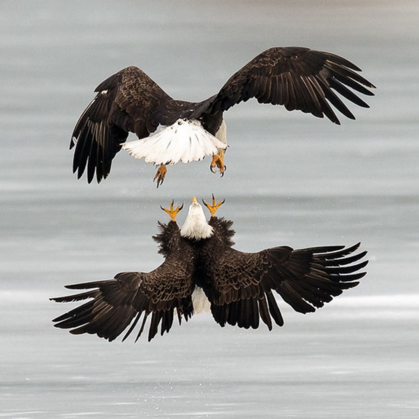 Bald Eagles' Daredevil Cartwheel Flight