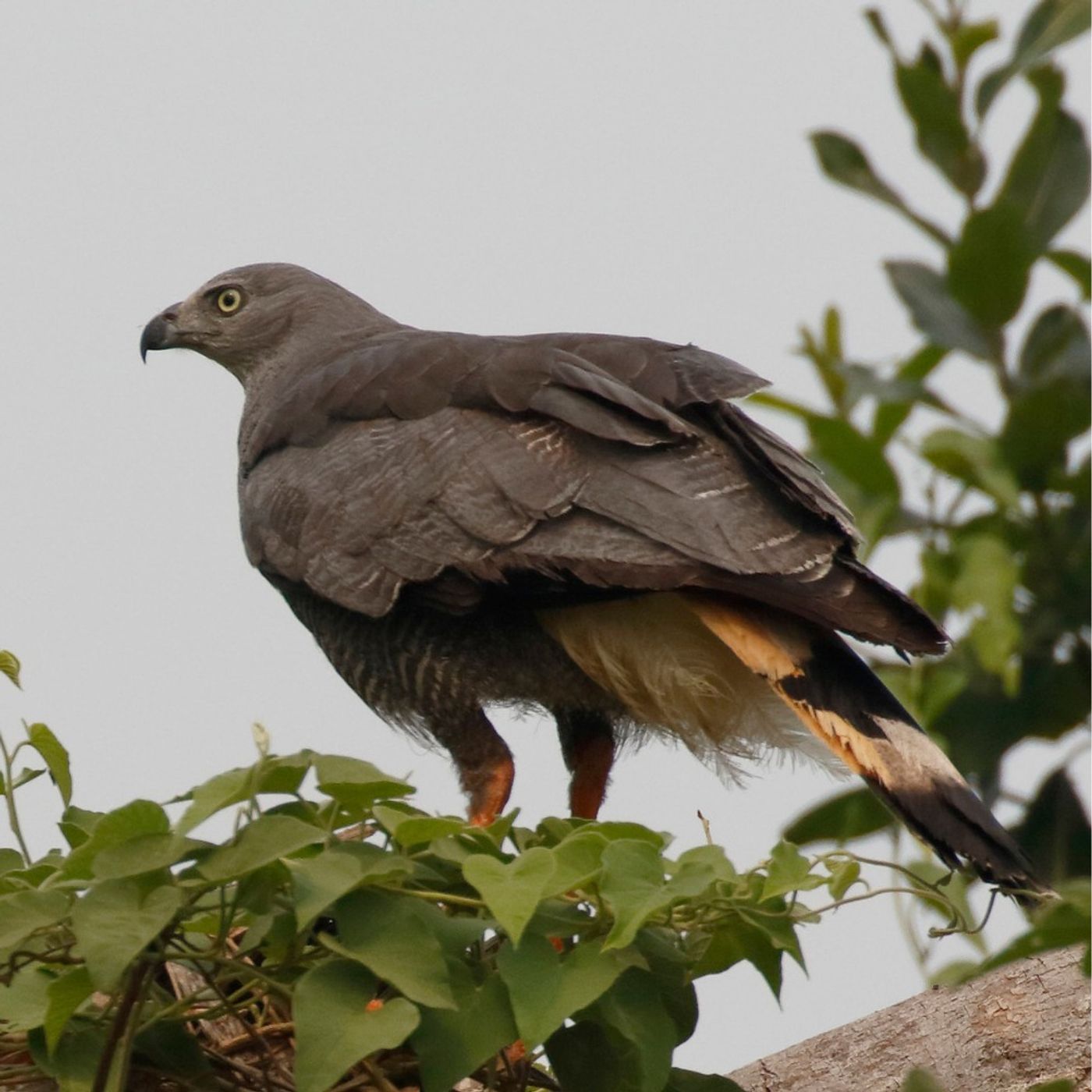 Double-jointed Hawks and Convergent Evolution