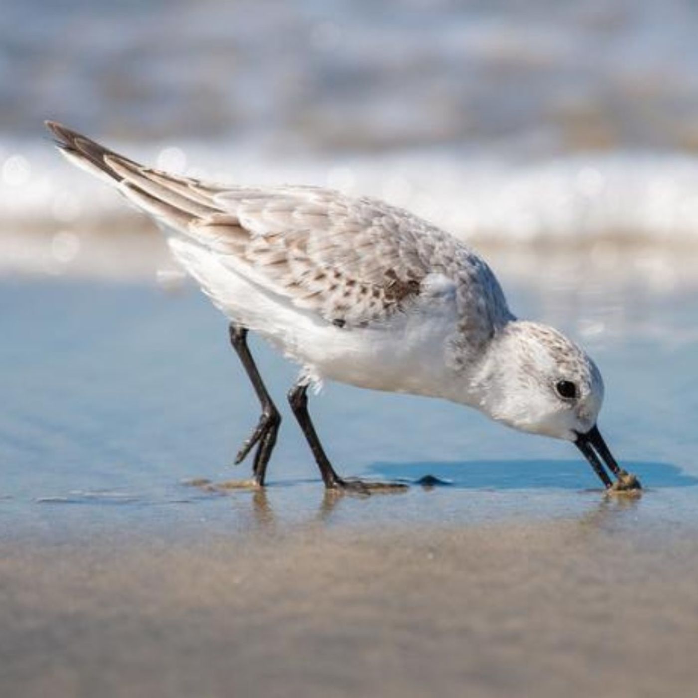 Dining with Sanderlings