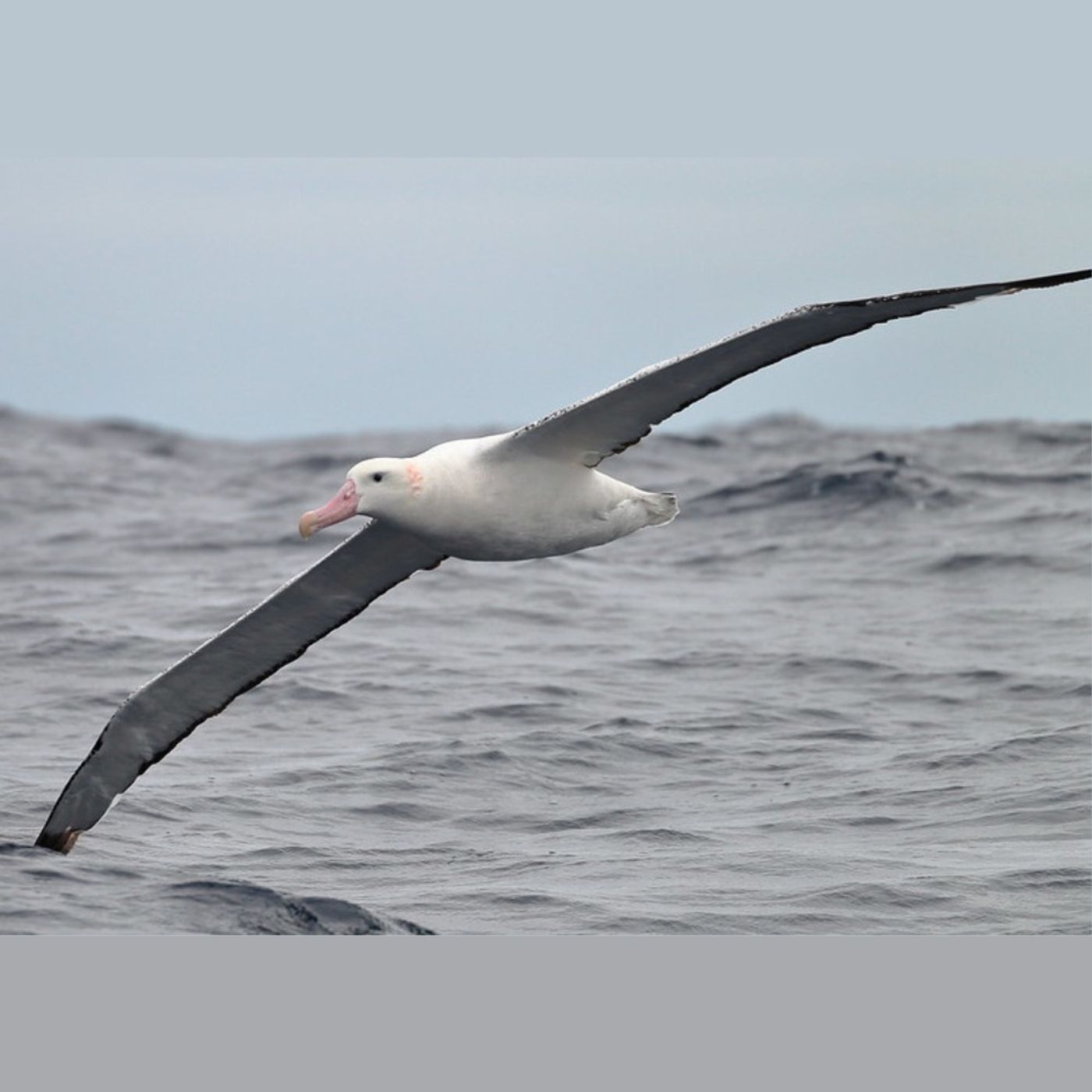 Snowy Albatross Molt