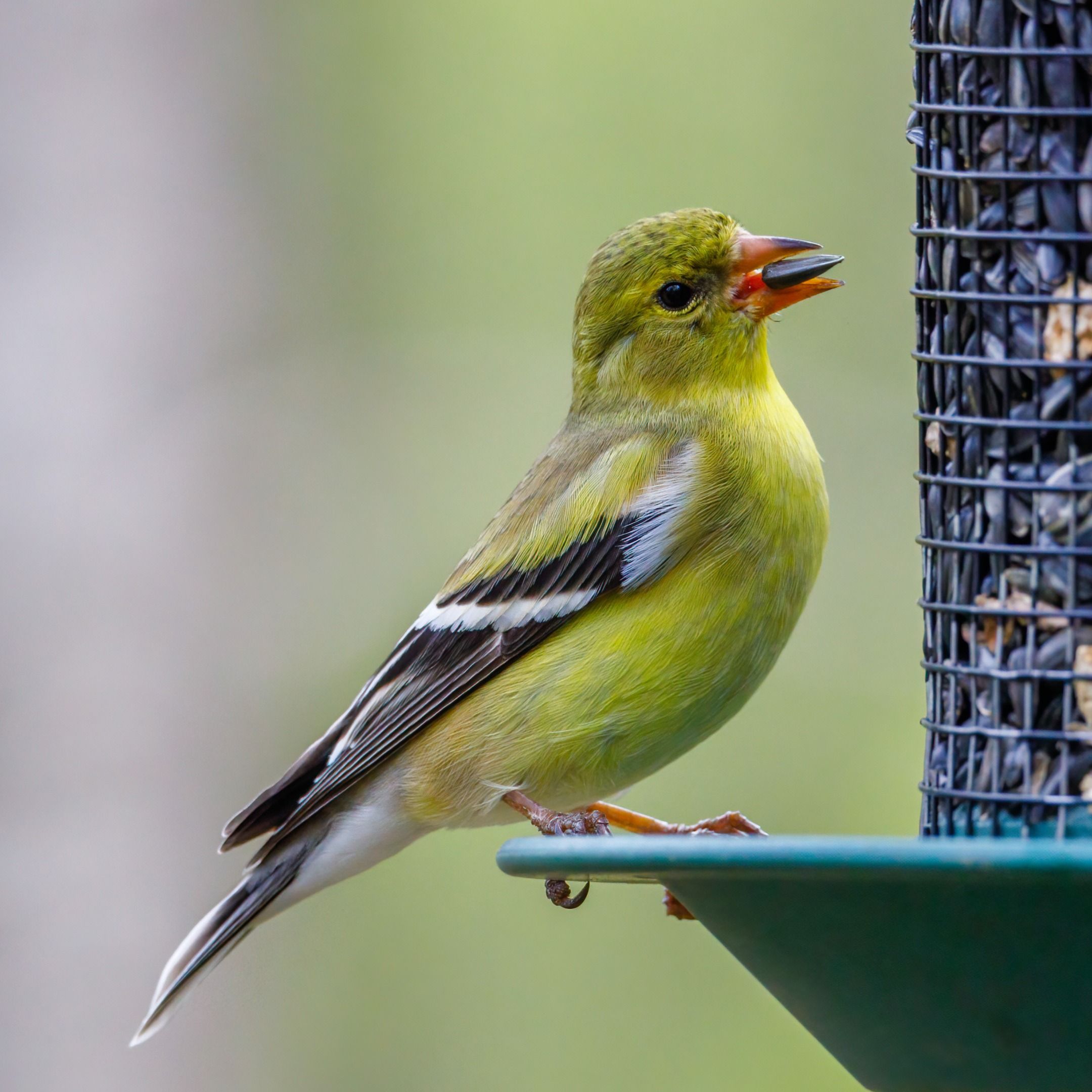 Beak Meets Seed