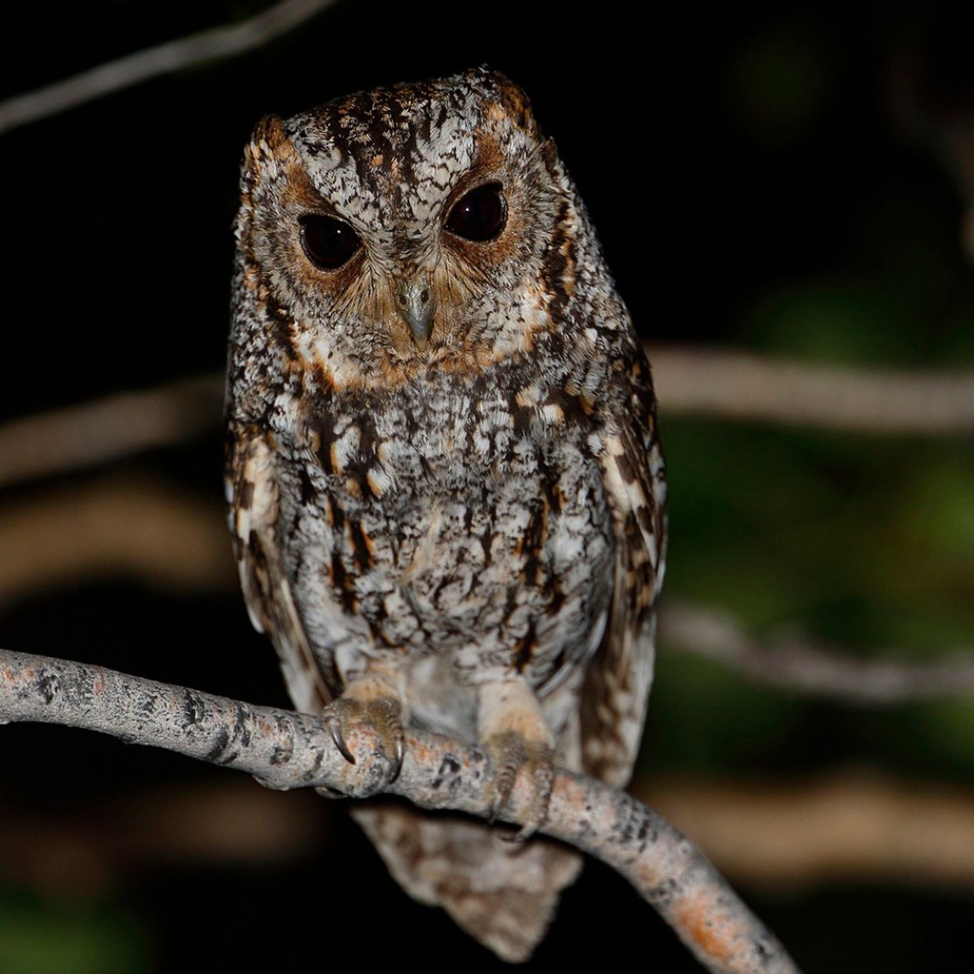 Quirky Words for Patterned Birds