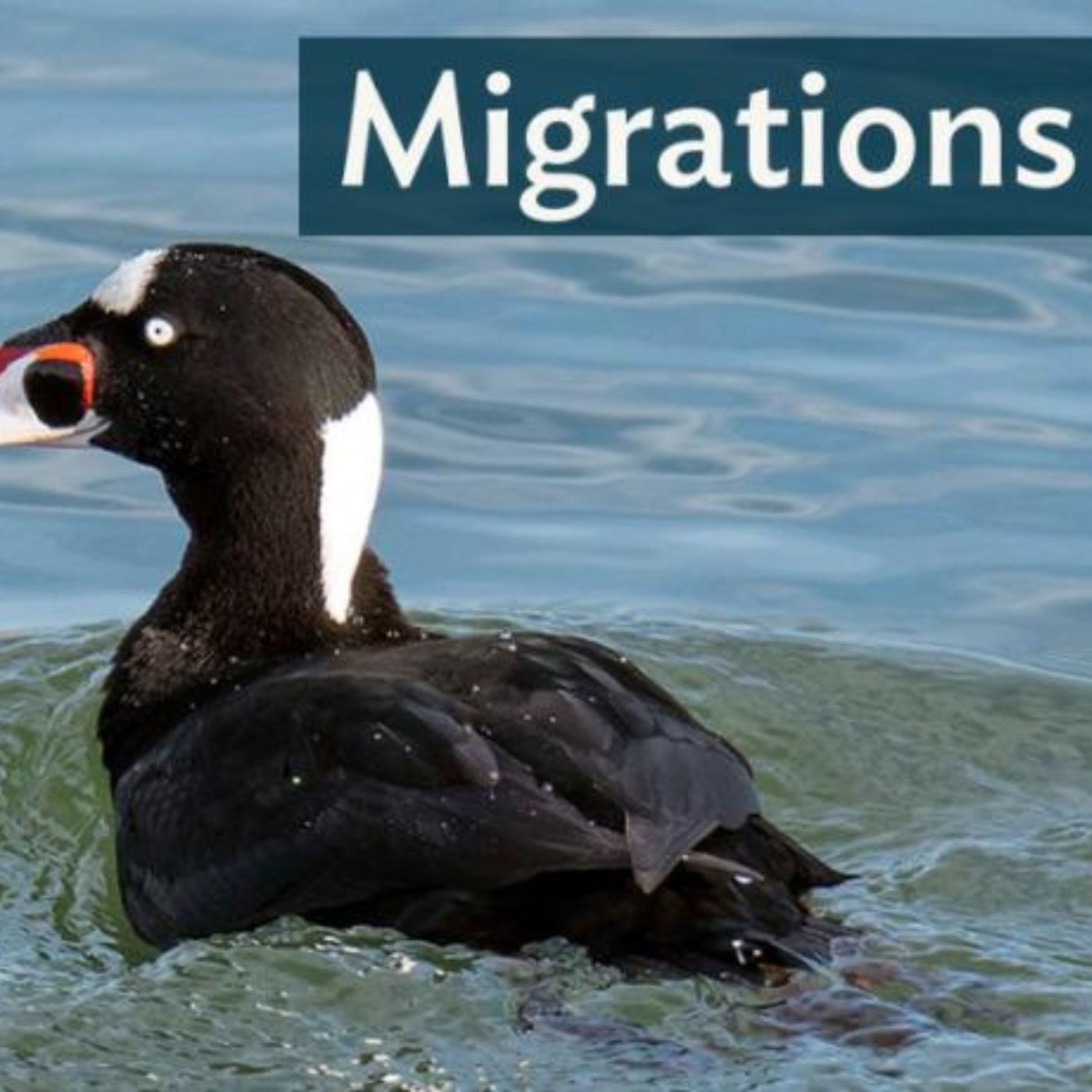 Migrations: Watching Seabirds Summer at the Lake