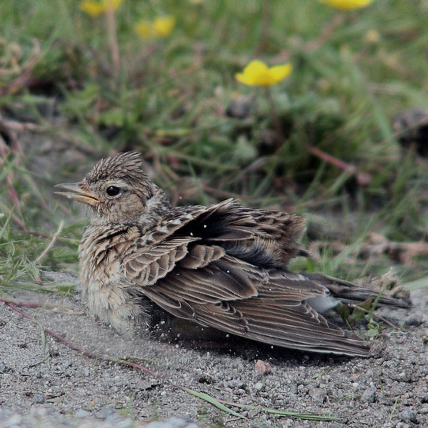 The Value of a Dust Bath